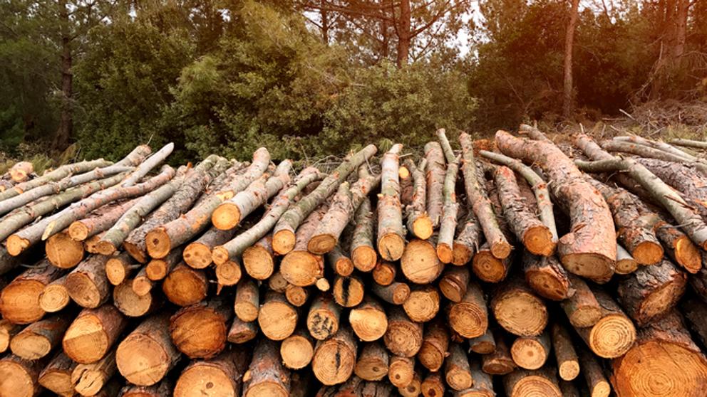 quemar-biomasa-da-vida-al-bosque