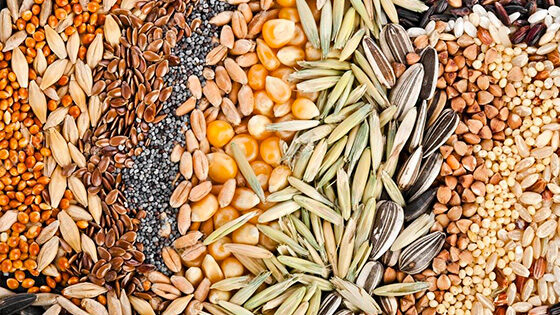 combustible semillas